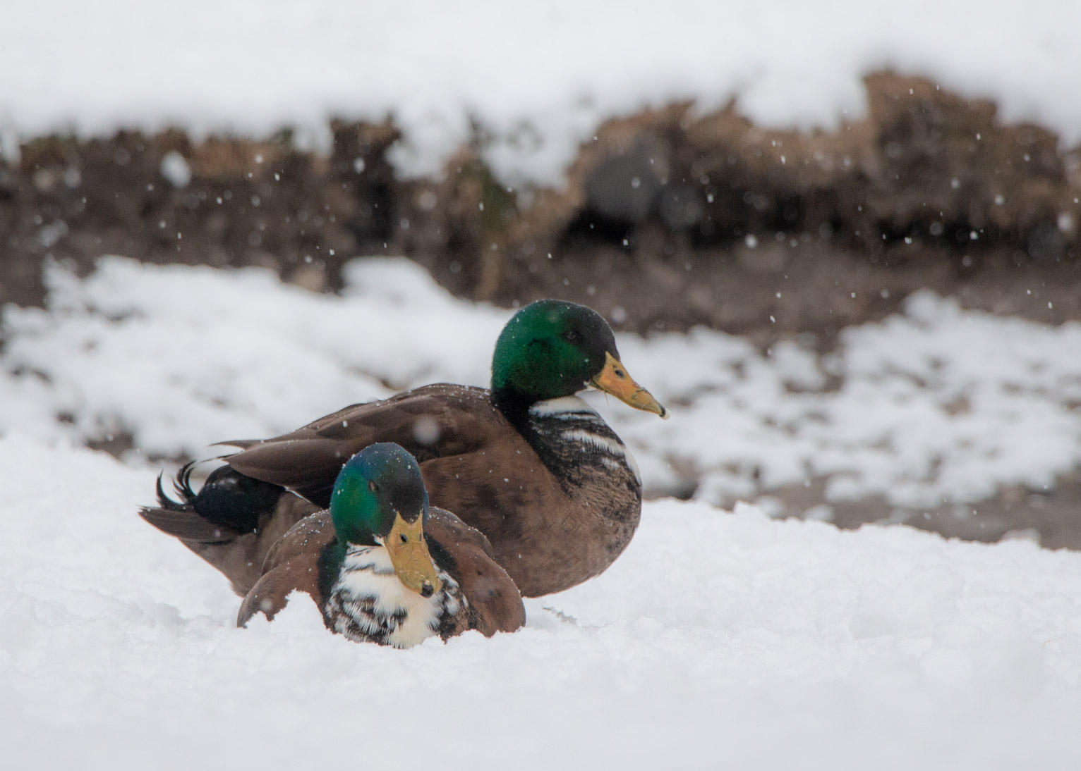 Two mallards sit near each other seeming to watch the snow fall